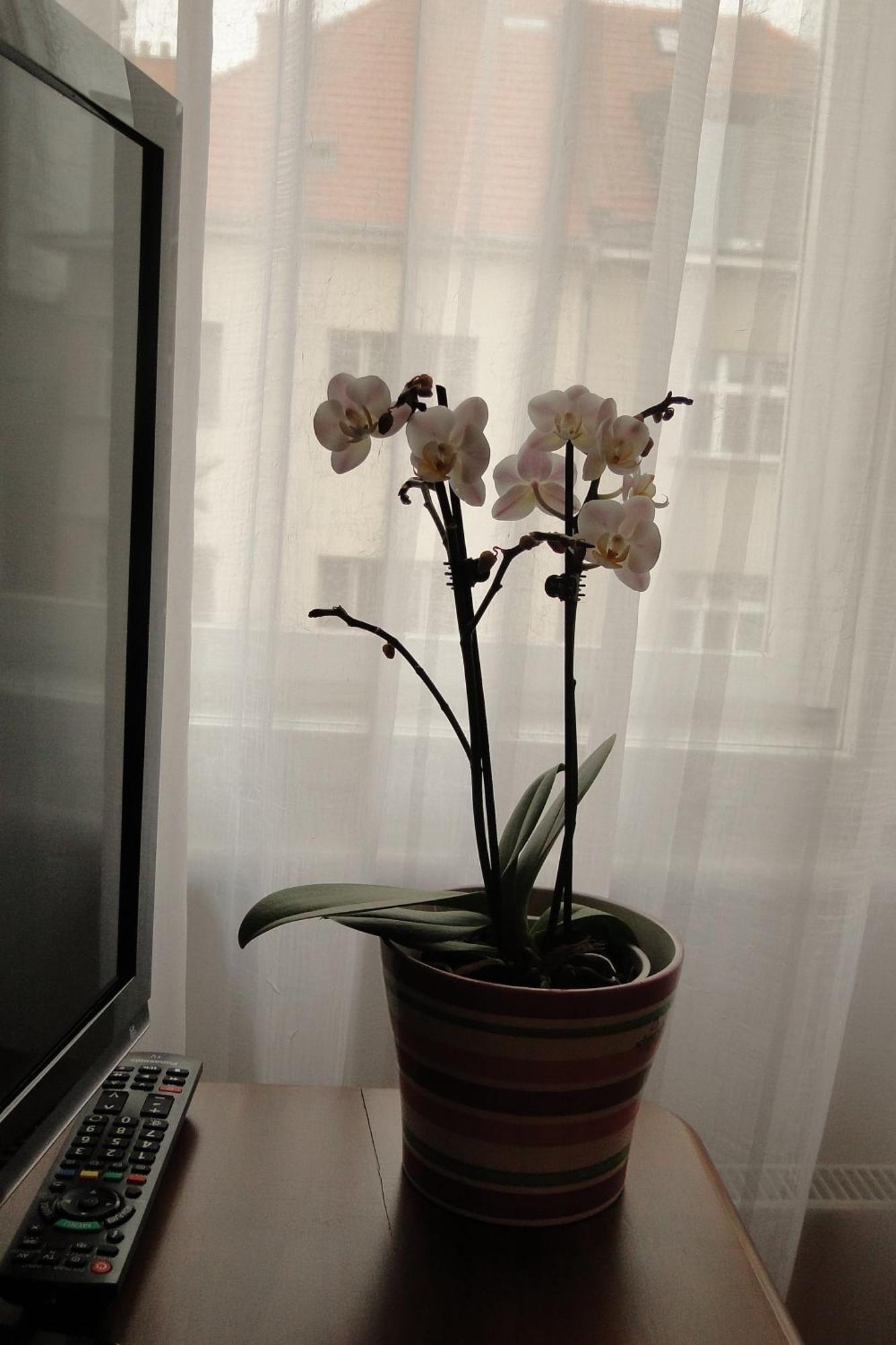 Apartman Brno Stred Buitenkant foto